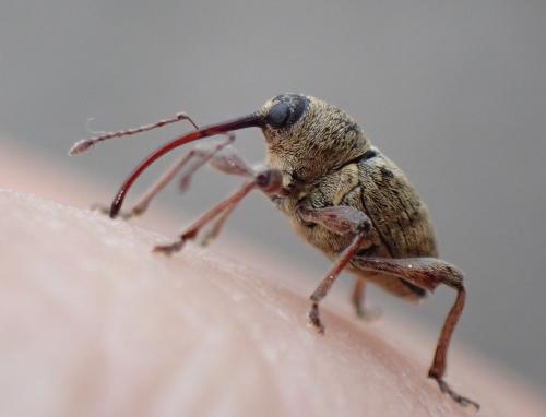 Réf. 311 282 : Curculio nucum
